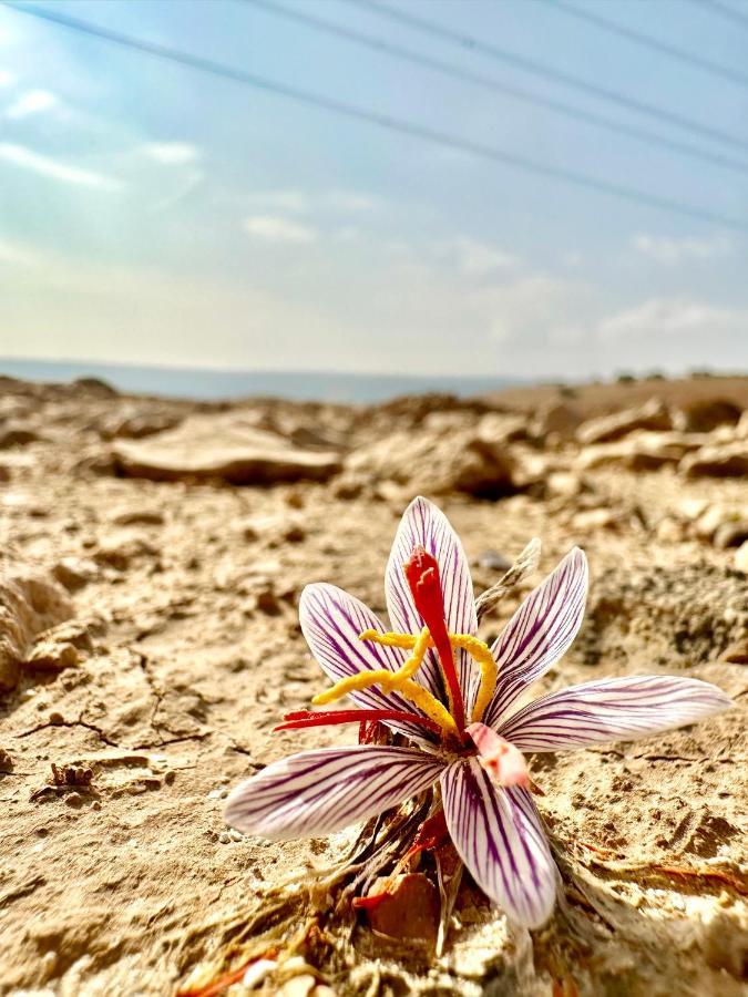 Wadi Al-Wala View Camp Hotel Мадаба Екстериор снимка